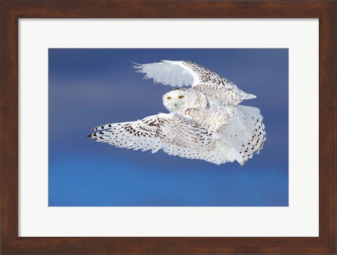 Framed Flight of the Snowy Owl Print