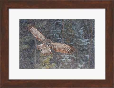 Framed Great Grey Owl in Snowfall Print