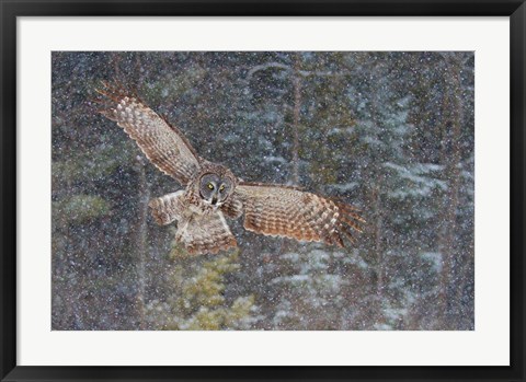 Framed Great Grey Owl in Snowfall Print