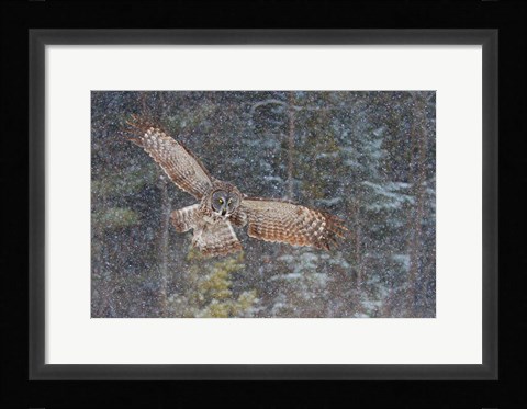 Framed Great Grey Owl in Snowfall Print