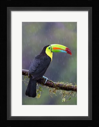 Framed Keel-billed Toucan - Costa Rica Print