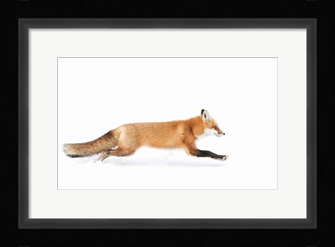 Framed Red Fox on the Run - Algonquin Park Print