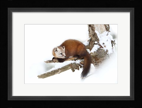 Framed Pine Marten - Algonquin Park Print