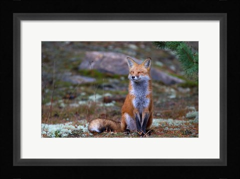 Framed Fox Zen - Algonquin Park Print