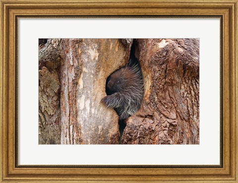 Framed Baby Porcupine in Tree Print