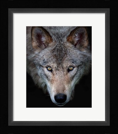 Framed Timber Wolf Print