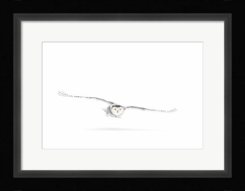 Framed Snowy Owl on the Hunt Print