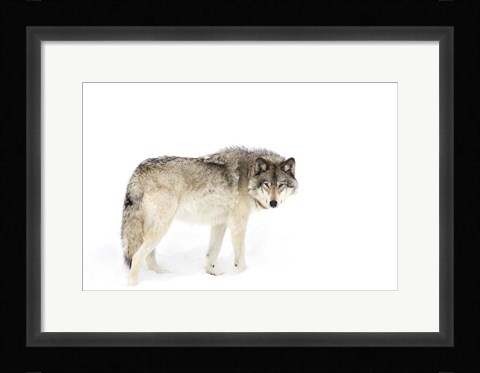 Framed Timber Wolf Walking through the Snow Print