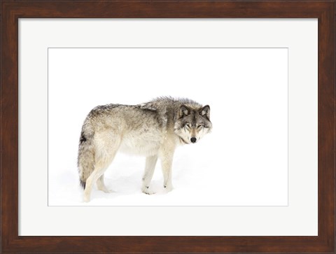 Framed Timber Wolf Walking through the Snow Print