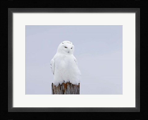 Framed Snowy Owl - The Ghost Print