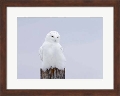 Framed Snowy Owl - The Ghost Print