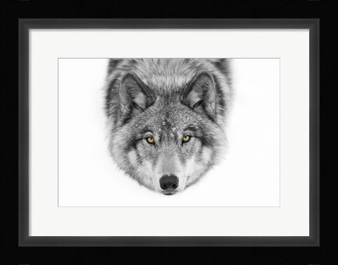 Framed Yellow Eyes - Timber Wolf Print