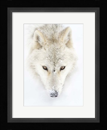 Framed Arctic Wolf Closeup Print