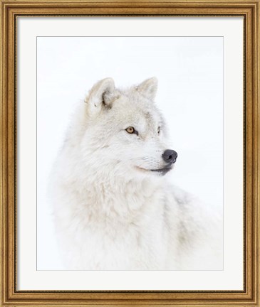 Framed Portrait of an Arctic Wolf Print