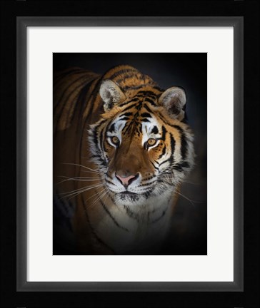 Framed Portrait of a Siberian Tiger Print