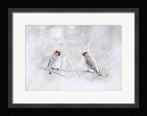 Framed Bohemian Waxwings Print