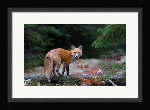 Framed Red Fox in Algonquin Park Print