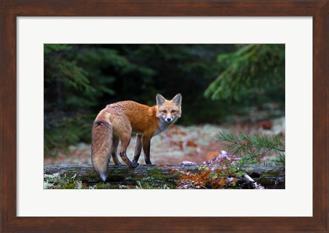 Framed Red Fox in Algonquin Park Print