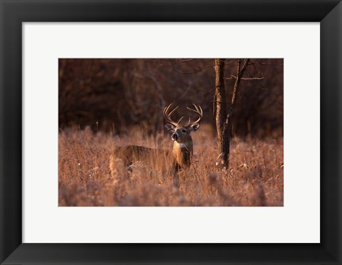Framed Basking in the Light - White-tailed Buck Print