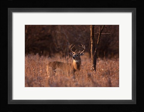 Framed Basking in the Light - White-tailed Buck Print