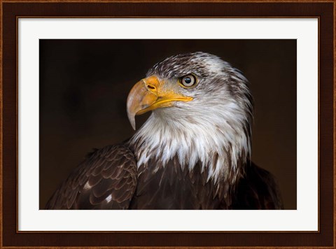 Framed Caged - Bald Eagle Print
