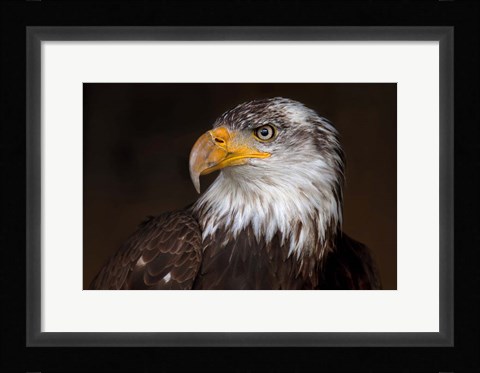 Framed Caged - Bald Eagle Print
