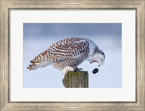 Framed Snowy Owl - Cough it up Buddy Print