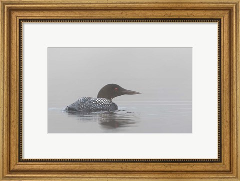 Framed Common Loon in Early Morning Fog Print
