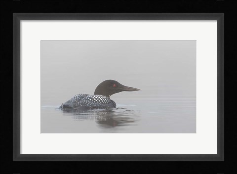Framed Common Loon in Early Morning Fog Print