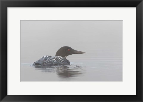 Framed Common Loon in Early Morning Fog Print