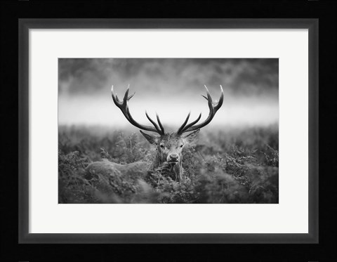 Framed In the Wild Print