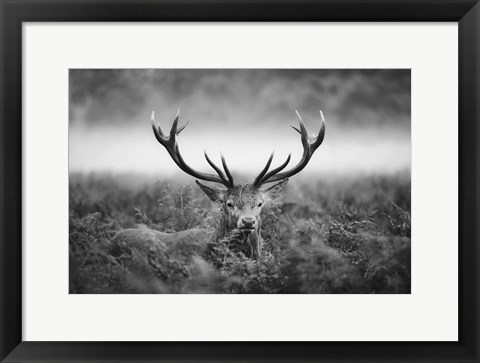 Framed In the Wild Print