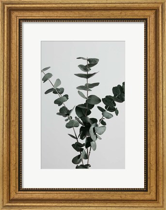 Framed Eucalyptus Natural 1 Print