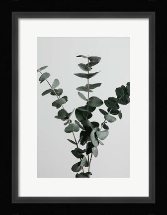 Framed Eucalyptus Natural 1 Print
