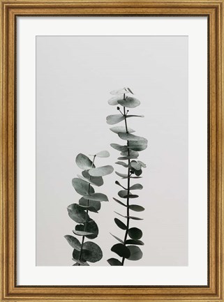 Framed Eucalyptus Natural 3 Print