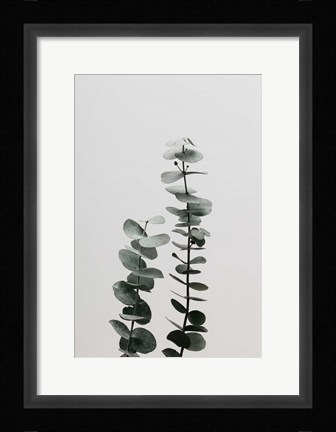 Framed Eucalyptus Natural 3 Print