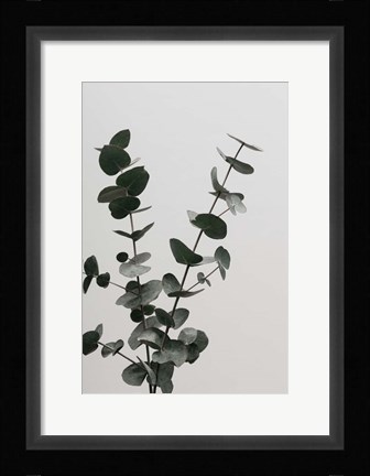 Framed Eucalyptus Natural 4 Print