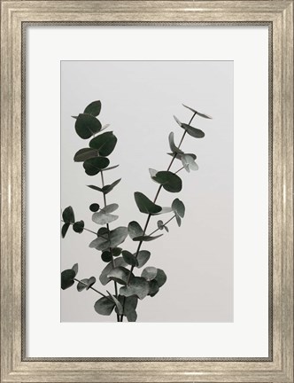 Framed Eucalyptus Natural 4 Print