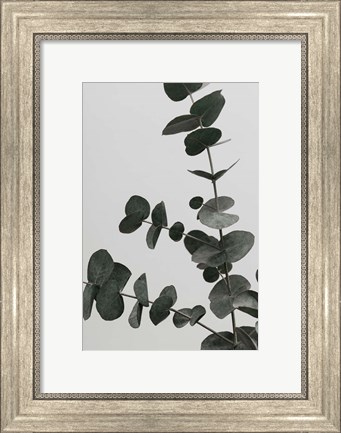 Framed Eucalyptus Natural 5 Print