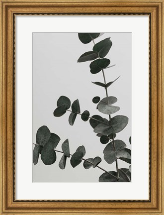 Framed Eucalyptus Natural 5 Print