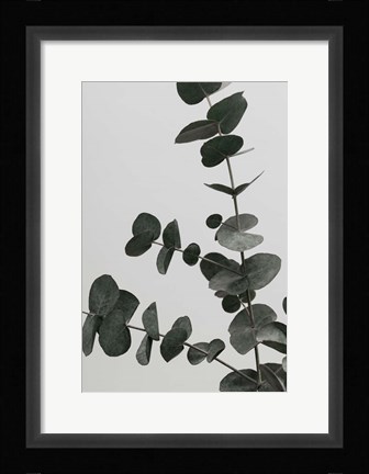 Framed Eucalyptus Natural 5 Print