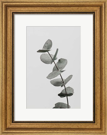 Framed Eucalyptus Natural 6 Print