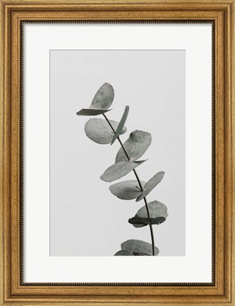 Framed Eucalyptus Natural 6 Print