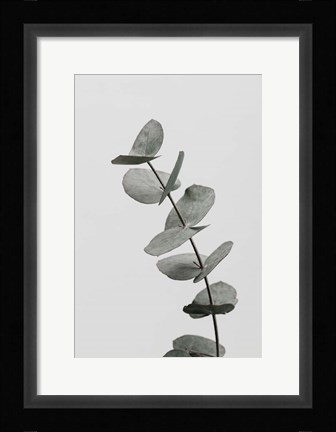 Framed Eucalyptus Natural 6 Print