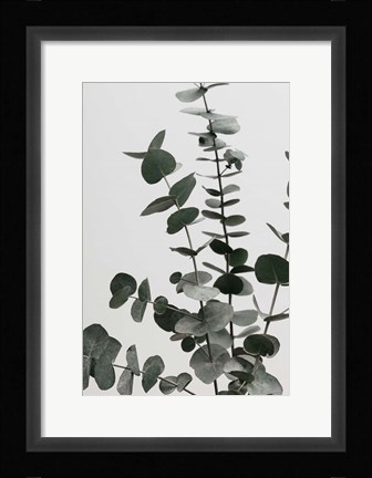 Framed Eucalyptus Natural 7 Print