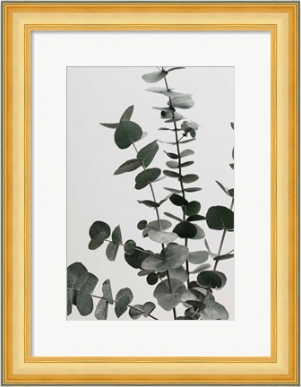 Framed Eucalyptus Natural 7 Print