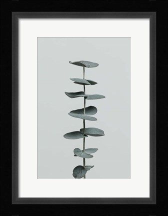 Framed Eucalyptus Natural 9 Print