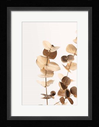 Framed Eucalyptus Gold No 1 Print