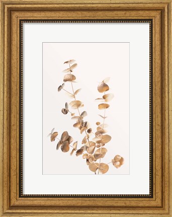 Framed Eucalyptus Gold No 4 Print