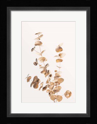 Framed Eucalyptus Gold No 4 Print